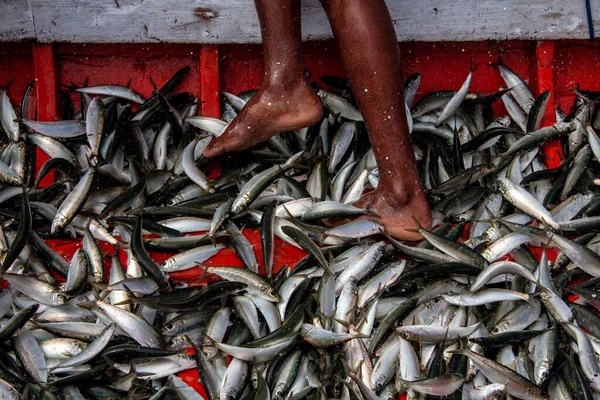 Pesca Sardinas Frente Costa Del Estado Sucre Venezuela — Foto de Stock