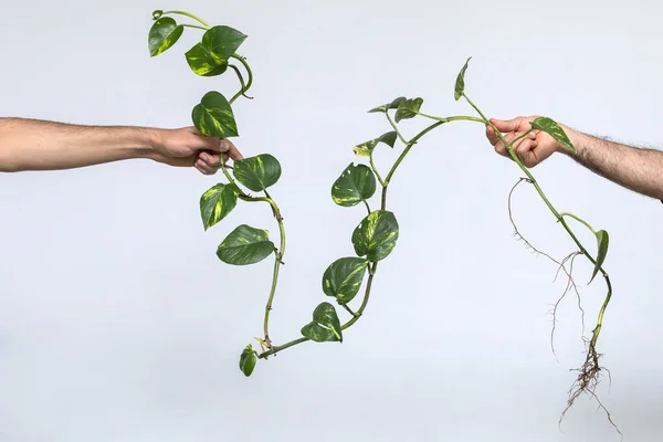 Hands of two men holding a plant
