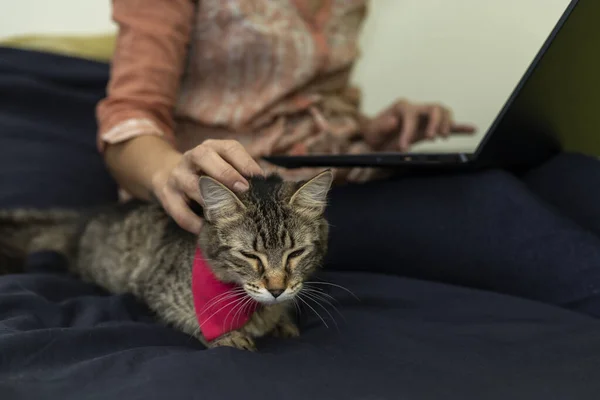 Mujer Cariñosamente Consciente Gato Mientras Trabaja Ordenador — Foto de Stock