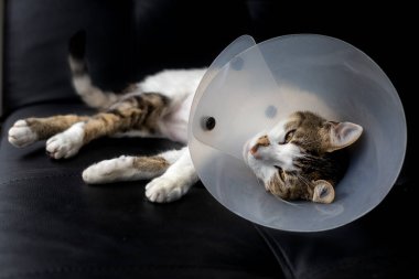 Hasta kedi, kedinin yarayı yalamasını engellemek için kafasında plastik tasmayla yerde yatıyor.