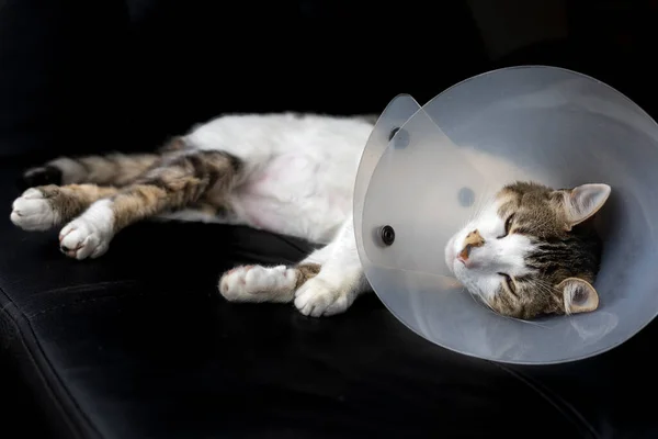 Sick cat lying down with a plastic collar on its head to prevent the cat from licking a wound