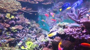 Sualtı Tropikal Mercan Resifi. Tropik sualtı balığı. Renkli tropikal mercan resifi. Sahne resifi. Deniz yaşamı deniz dünyası. Su altı balık resifi denizcisi. Tropikal renkli sualtı