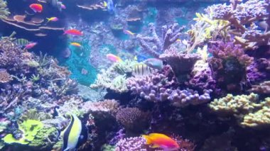 Sualtı Tropikal Mercan Resifi. Tropik sualtı balığı. Renkli tropikal mercan resifi. Sahne resifi. Deniz yaşamı deniz dünyası. Su altı balık resifi denizcisi. Tropikal renkli sualtı