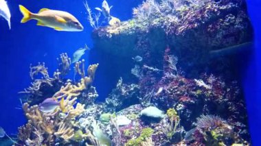 Sualtı Tropikal Mercan Resifi. Tropik sualtı balığı. Renkli tropikal mercan resifi. Sahne resifi. Deniz yaşamı deniz dünyası. Su altı balık resifi denizcisi. Tropikal renkli sualtı