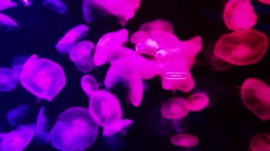 Parlak parlak floresan denizanası suyun altında parlıyor, karanlık neon dinamik titreşimli bulanık arkaplan. Fantezi hipnotik mistik psikedelik dans. Canlı fosforlu kozmik medusa dansı.