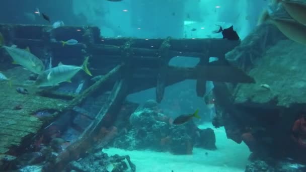 Podvodní Tropický Korálový Útes Tropické Podmořské Ryby Barevný Tropický Korálový — Stock video