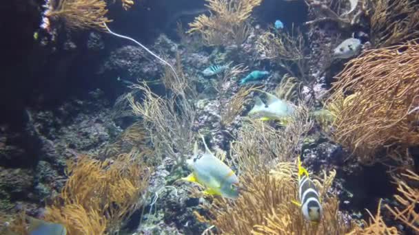 Tropiska Korallrev Vattnet Tropiska Undervattensfiskar Färgglada Tropiska Korallrev Scenrevet Havsliv — Stockvideo