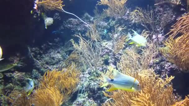 Recifes Corais Tropicais Subaquáticos Peixes Subaquáticos Tropicais Recifes Corais Tropicais — Vídeo de Stock