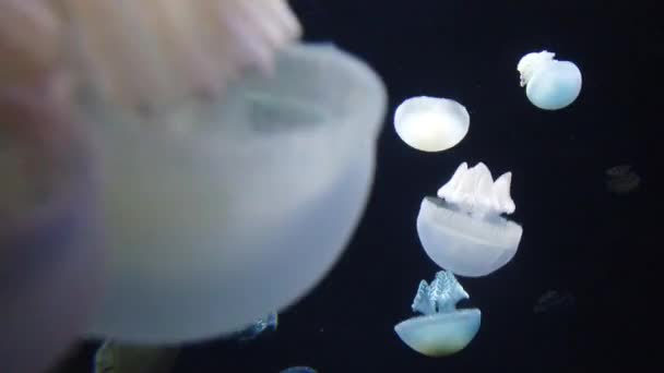 Las Medusas Fluorescentes Vibrantes Brillantes Brillan Bajo Agua Fondo Borroso — Vídeos de Stock