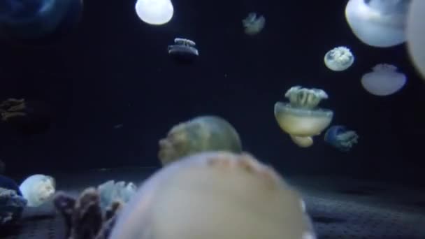 Błyszczące Żywe Fluorescencyjne Meduzy Świecą Pod Wodą Ciemne Neonowe Dynamiczne — Wideo stockowe