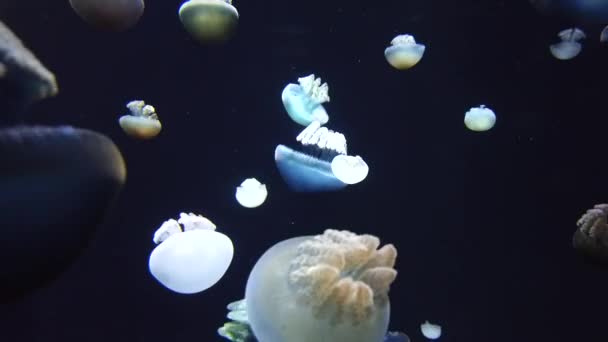 Zářící Zářivky Medúz Září Pod Vodou Temné Neonové Dynamické Pulzující — Stock video