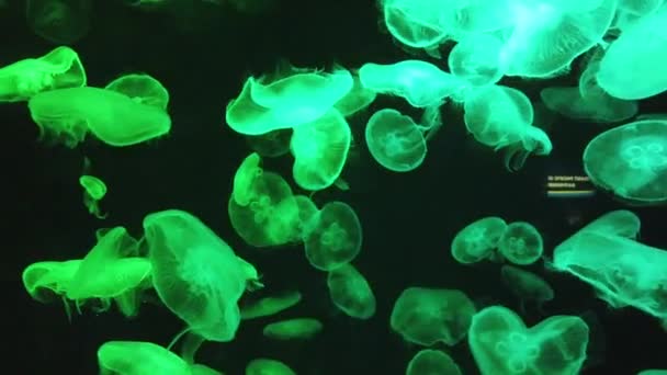 Shiny Vibrant Fluorescent Jellyfish Glow Underwater Dark Neon Dynamic Pulsating — Stock Video