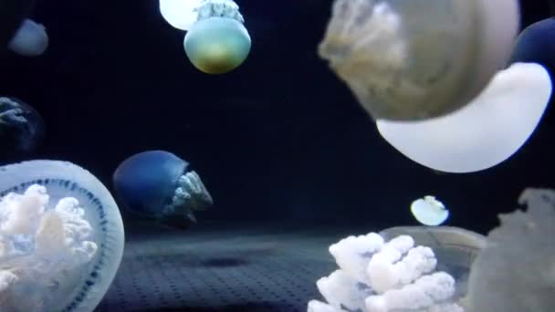 Zářící Zářivky Medúz Září Pod Vodou Temné Neonové Dynamické Pulzující — Stock video
