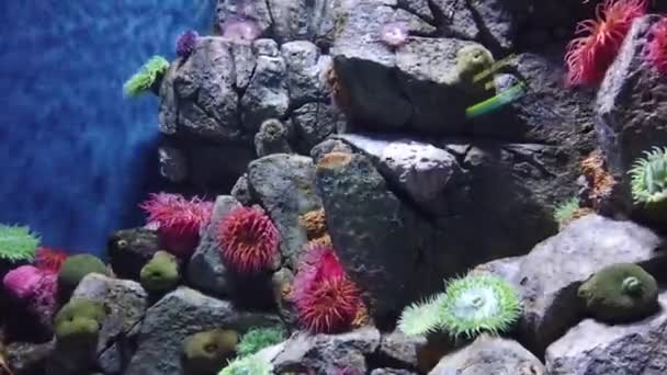 지방의 산호초입니다 어류입니다 채로운 산호초 생물의 세계입니다 바다에 물고기들 지방의 — 비디오