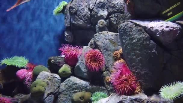 Podwodna Rafa Koralowa Tropikalne Podwodne Ryby Morskie Kolorowa Tropikalna Rafa — Wideo stockowe