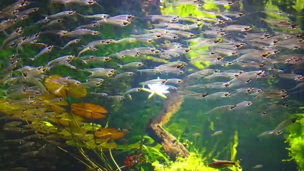 透明魚 水族館のガラスの魚 — ストック動画