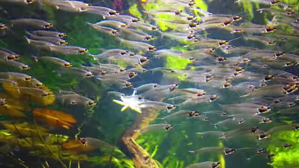 透明魚 水族館のガラスの魚 — ストック動画