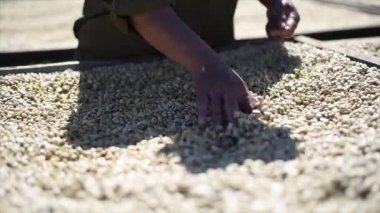 Kahve çekirdeklerini kurutmak ve seçmek. Kuru organik yeşil fasulye kahve değirmeni sürecinde seçiliyor.