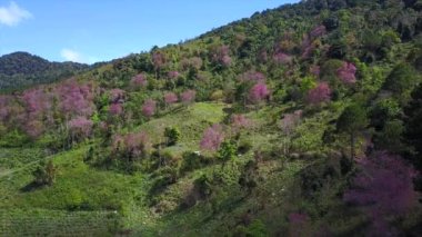 Dalat City, Vietnam 'da Langbiang dağlarının üzerinde çiçek açan kiraz ağaçları tarafından çekilen hava görüntüleri.
