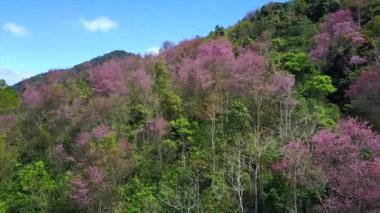 Dalat City, Vietnam 'da Langbiang dağlarının üzerinde çiçek açan kiraz ağaçları tarafından çekilen hava görüntüleri.