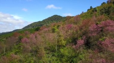 Dalat City, Vietnam 'da Langbiang dağlarının üzerinde çiçek açan kiraz ağaçları tarafından çekilen hava görüntüleri.