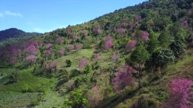 Dalat City, Vietnam 'da Langbiang dağlarının üzerinde çiçek açan kiraz ağaçları tarafından çekilen hava görüntüleri.