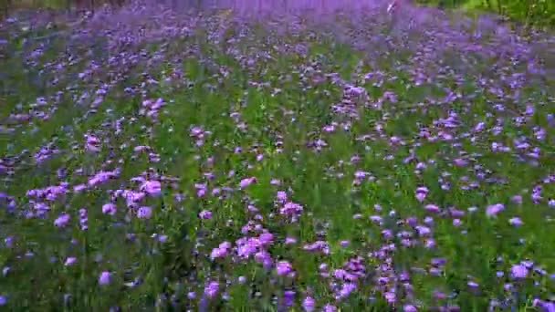 Filmový pohled na Fialové květinové pole. letecký snímek dron záběr fialové květinové pole.