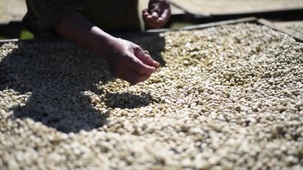 Kávébab Szárítása Kiválasztása Száraz Bio Zöldbab Válogatás Kávéőrlési Folyamatban — Stock videók