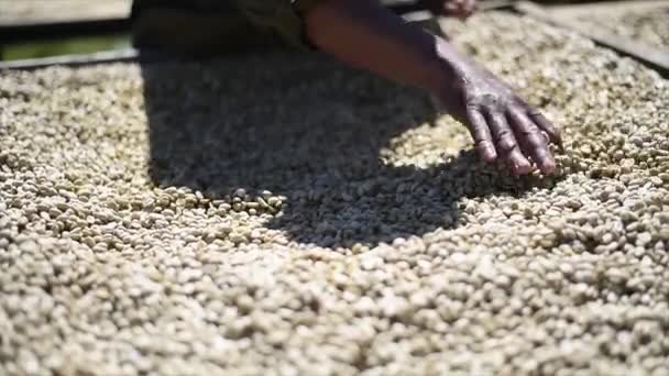 Drying Selecting Coffee Beans Dry Organic Green Bean Selecting Coffee — Stock Video