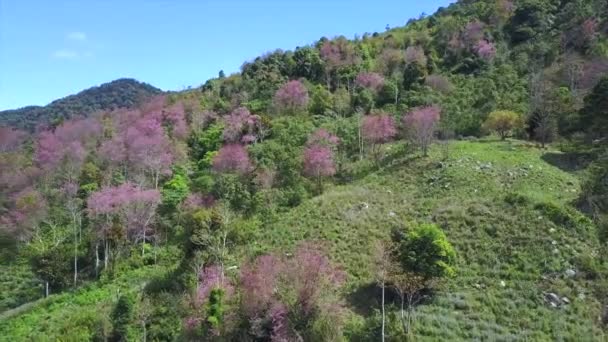 Disparo Aéreo Sobre Las Montañas Langbiang Cubiertas Cerezos Flor Ciudad — Vídeos de Stock