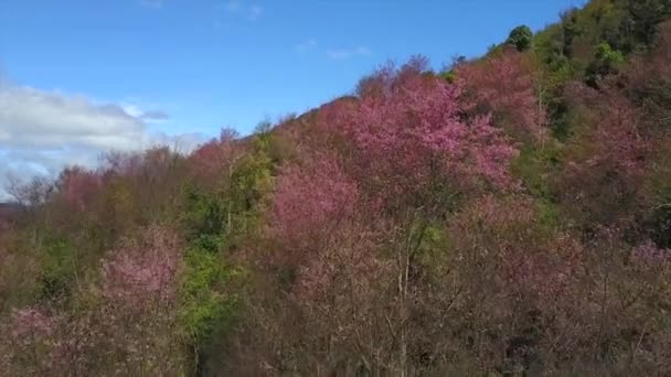 Vue Aérienne Sur Les Montagnes Langbiang Couvertes Cerisiers Fleurs Dalat — Video
