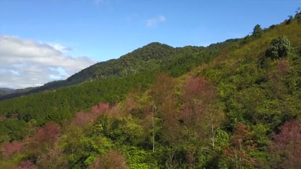 Aerial Shot Langbiang Mountains Covered Full Blossom Cherry Trees Dalat — Stock Video