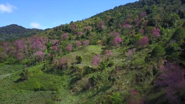 Aerial Shot Langbiang Mountains Covered Full Blossom Cherry Trees Dalat — Stock Video