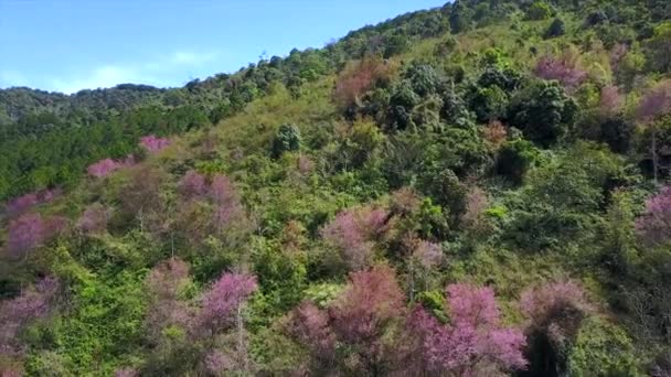 Zdjęcia Lotnicze Nad Górami Langbiang Pokryte Kwitnącymi Wiśniami Mieście Dalat — Wideo stockowe