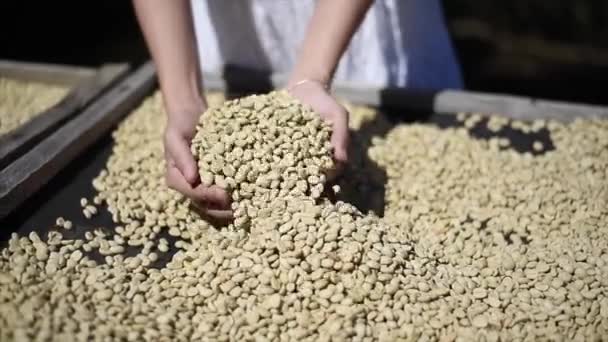 Rural Man Drying Coffee Beans Solar Dryer Dry Organic Green — Stock Video