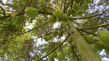 Ağaçta bir sürü Durian var. 