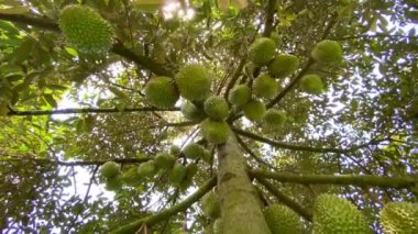 Ağaçta bir sürü Durian var. 
