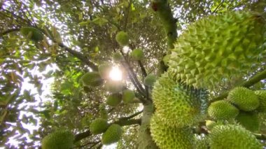 Ağaçta bir sürü Durian var. 