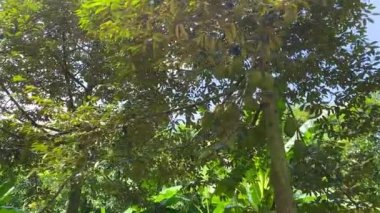 Ağaçta bir sürü Durian var. 