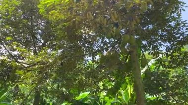 Ağaçta bir sürü Durian var. 