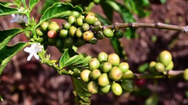 Dalda yeşil kahve çekirdekleri ile kahve ağacı