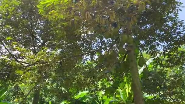 许多榴莲在树上 — 图库视频影像