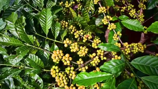 Coffee Tree Green Coffee Beans Branch — Stock Video