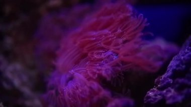 Derin denizlerdeki güzel kızıl mercanlara yakın çekim