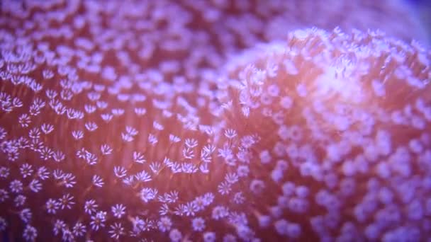 Close Beautiful Red Coral Deep Sea — Stock Video