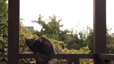 Çapraz direkte oturan siyah bir kedi kameraya bakar..
