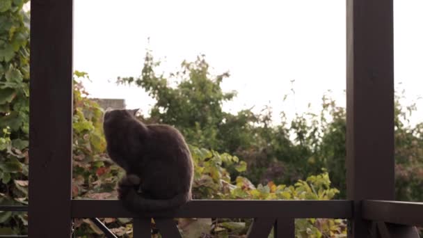 Μια μαύρη γάτα κάθεται στη δοκό και στριφογυρίζει τα αυτιά και την ουρά της — Αρχείο Βίντεο