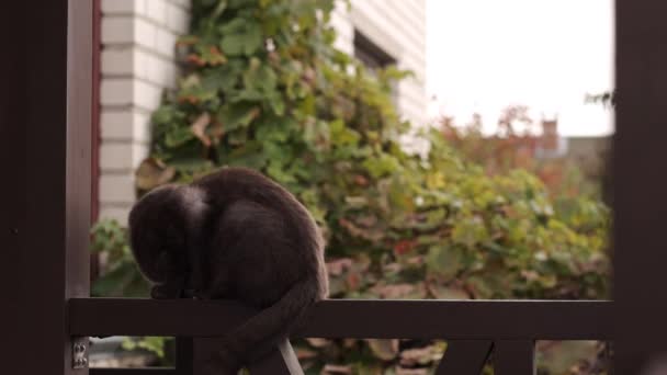 Μια σκοτεινή γάτα κάθεται στη δοκό και πηδάει από — Αρχείο Βίντεο