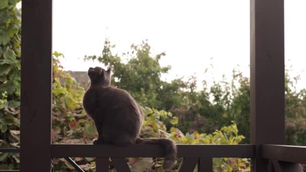 Η σκούρα γάτα φαγουρίζει, πλένεται στη δοκό και κοιτάζει την κάμερα σε αργή κίνηση — Αρχείο Βίντεο