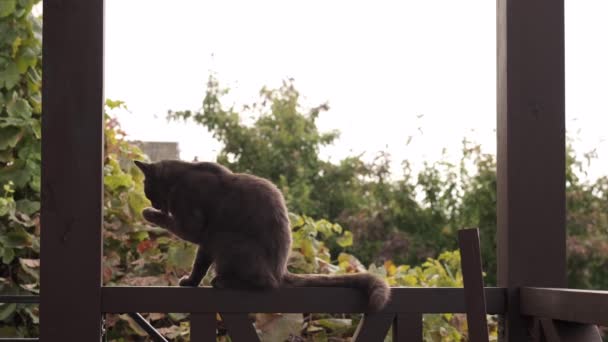 Schwarze Katze wäscht sich in Zeitlupe an der Querlatte — Stockvideo